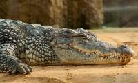 Nile crocodile