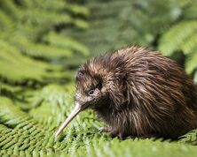 Ultimate New Zealand