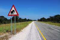 Caution! Elephants Crossing