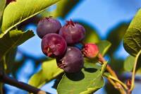 Saskatoon Berries