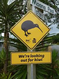 Kiwi Crossing!