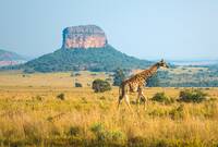 Giraffe Landscape in Southern Africa
