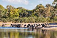 Herd of African elephant at the Loxodonta on waterhole in Bwabwata