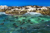 Fur seals on Duiker Island