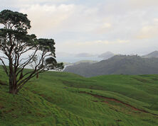 Coromandel