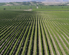 Marlborough