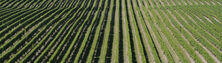 Marlborough