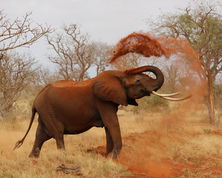 Wildlife & Wilderness