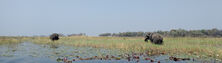 Okavango Panhandle (Botswana)