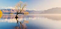 Famous landmark tree on lake Wanaka