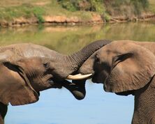 The Best Private Game Reserves and National Parks in South Africa
