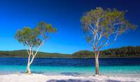 Two trees by Lake McKenzie