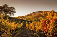 Vineyards in autumn