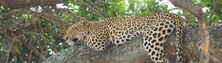 Kruger National Park