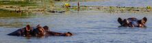 Maun (Botswana)