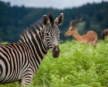 Highlights of Eswatini / Swaziland