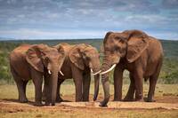 Addo Elephant National Park