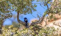 Perched Spotted Towhee along HIdden Valley Trail in Joshua Tree National Park