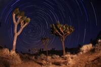 Time-lapse star trails in the sky above Joshua Tree