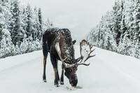 Brown Moose spotted in Jasper, Canada