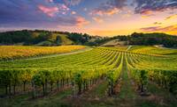 Beautiful Vineyard in the Adelaide Hills