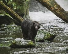 Ucluelet