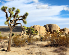 Joshua Tree National Park