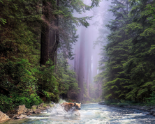 Sequoia National Park