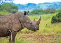 Rhino in Marloth Park