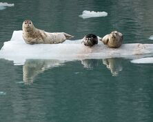 Seward