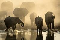 Elephants in Botswana