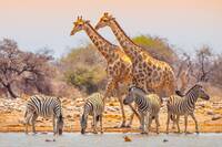 Zebra and giraffes in Etosha National Park