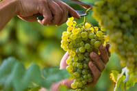 Hand cutting white grapes from vine to be used in winemaking