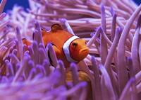 Clown fish swimming among corals in the Great Barrier Reef
