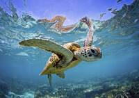 Turtle swimming in the waters around Great Barrier Reef