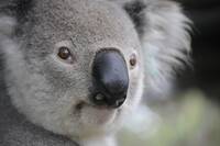 Koala Bear