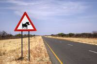 Warthog Crossing!