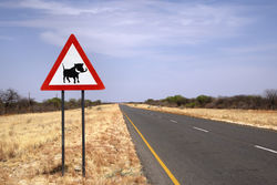 Warthog Crossing!