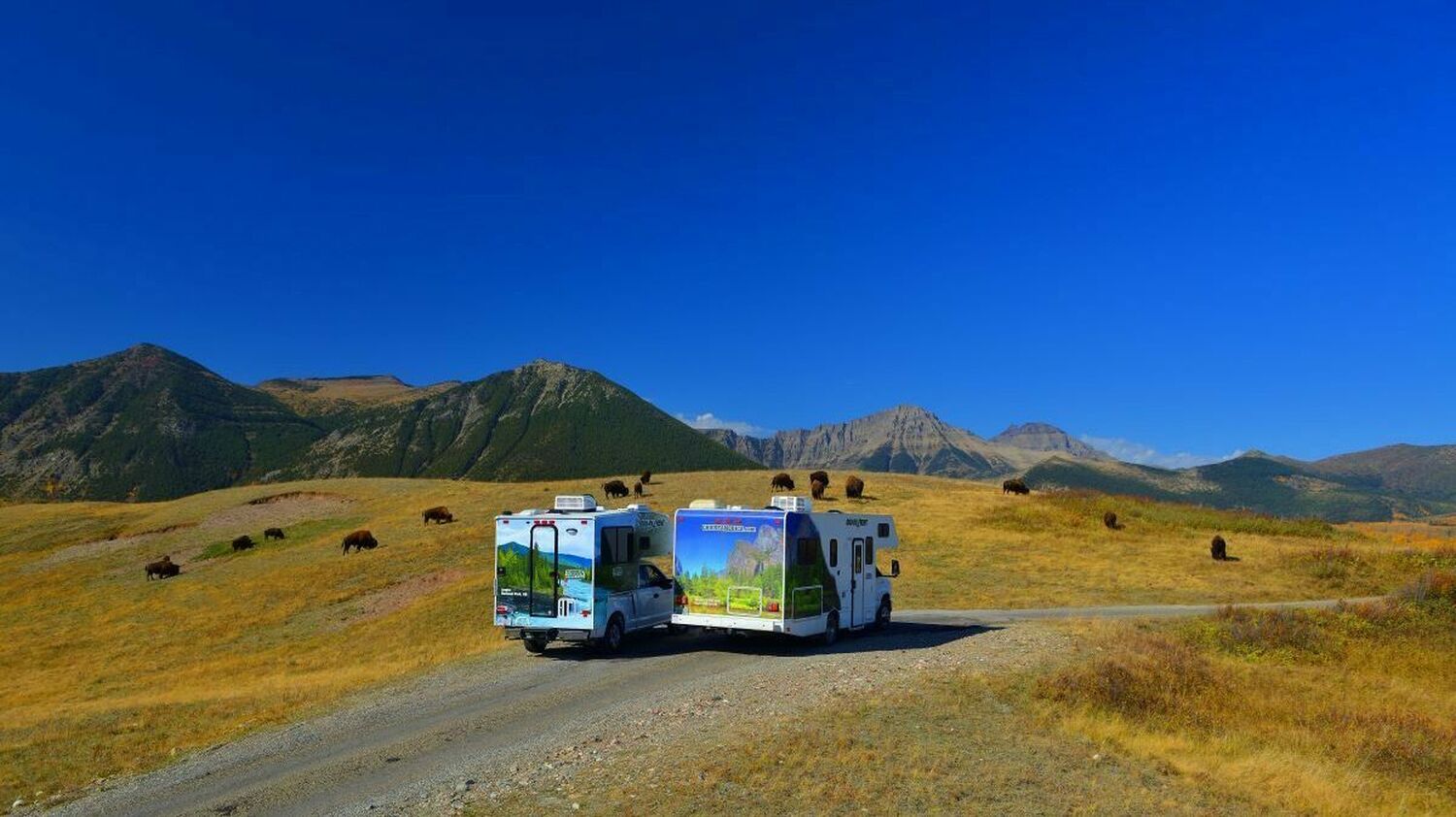 Cruise America Bison