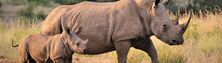 Southern Kruger National Park