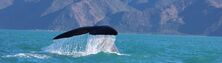 Kaikoura