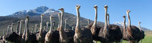 Oudtshoorn