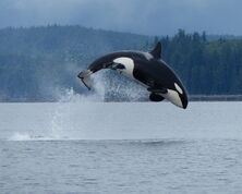 Vancouver Island and the Sunshine Coast