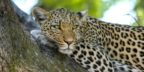 Southern Africa