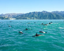 Whale Watching from New Zealand's South Island