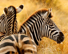 Safari and Sunsets: A Motorhome Adventure in South Africa's Kruger National Park