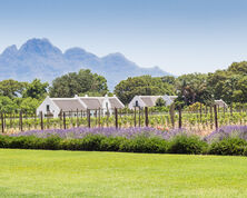 Exploring the Essence of South African Wines