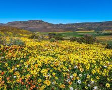 Colours of the Cape