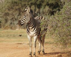 Roads of the Rainbow Nation