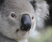 Australian Motorhome Holidays